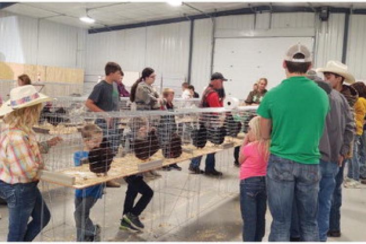 BON HOMME COUNTY 4-H HOSTS POULTRY AND RABBIT SHOW 