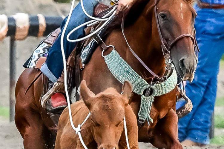 Pictured left: Shada Beeson was the only roper at the Bulls and Breakaway event in Geddes last Friday, August 9th, with two catches.