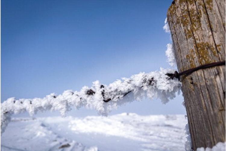 CAPTURING THE BEAUTY OF HOAR FROST