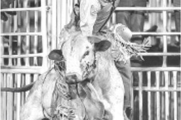Fun at the Rodeo