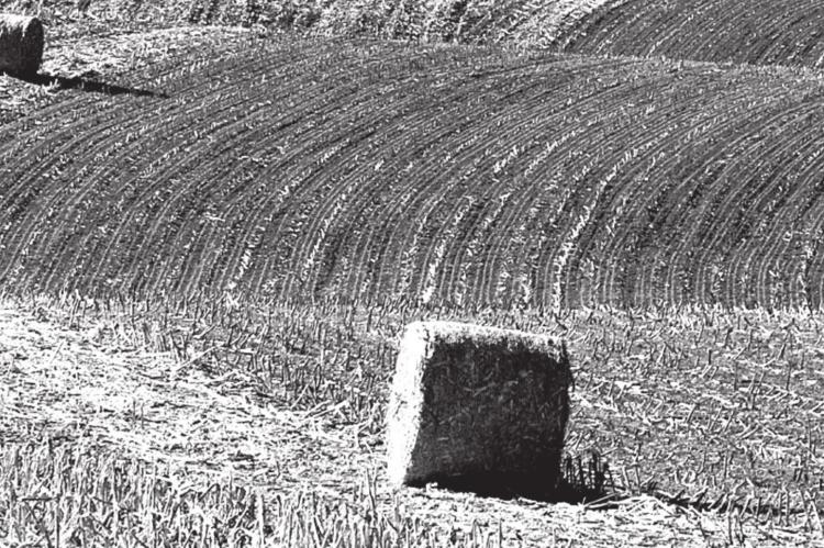 Emergency haying, grazing of conservation reserve program acres available to help livestock producers weather drought