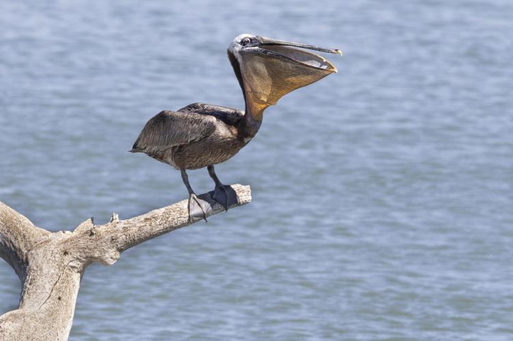 BROWN PELICAN SIGHTED IN SOUTH DAKOTA