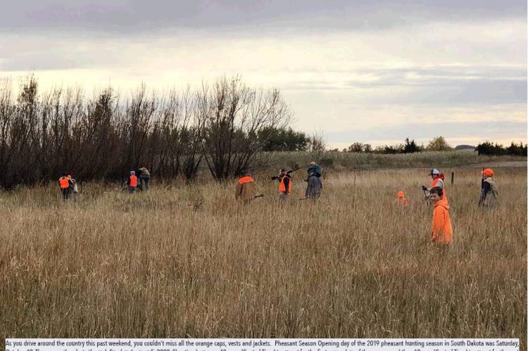 PHEASANT SEASON BEGINS