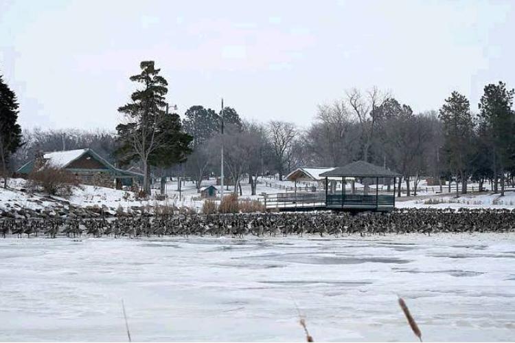 Wagner Lake is the place to be lately, that is if you are a Canadian Goose  . I always enjoy my drive every day by the lake and especially love it when these visitors arrive for their overnight stay  . Photo by Barb Pechous