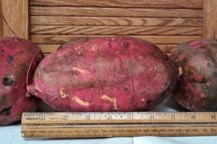 BIG SPUDS GROWING IN DEURMIER'S GARDEN