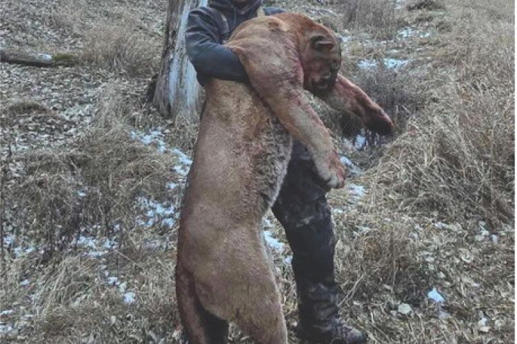 WILLIAMS TAKES DOWN 154 POUND MOUNTAIN LION