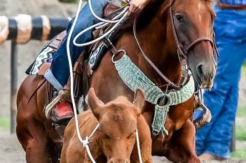 Pictured left: Shada Beeson was the only roper at the Bulls and Breakaway event in Geddes last Friday, August 9th, with two catches.