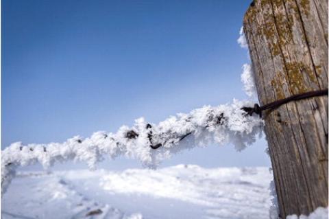 CAPTURING THE BEAUTY OF HOAR FROST