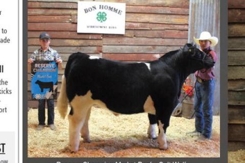 Reserve Champion Market Beef – Colt Wolf