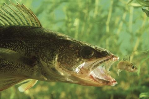 THE HISTORY OF ANGLING
