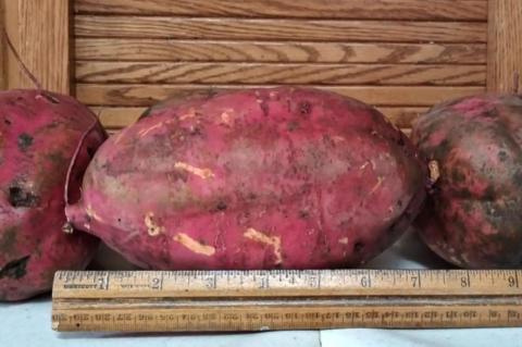 BIG SPUDS GROWING IN DEURMIER'S GARDEN