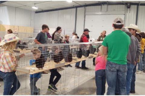 BON HOMME COUNTY 4-H HOSTS POULTRY AND RABBIT SHOW 