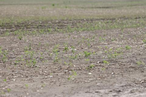 HAIL STORM TAKES A TOLL ON CROPS