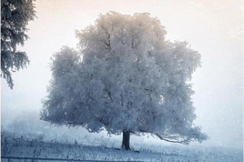 CAPTURING THE BEAUTY OF HOAR FROST