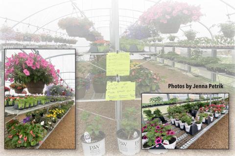 MAIN STREET GREENHOUSE OPENS JUST IN TIME FOR SPRING.