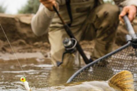 THE JOYS OF CATFISHING RENEWED