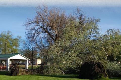 Article Image Alt Text