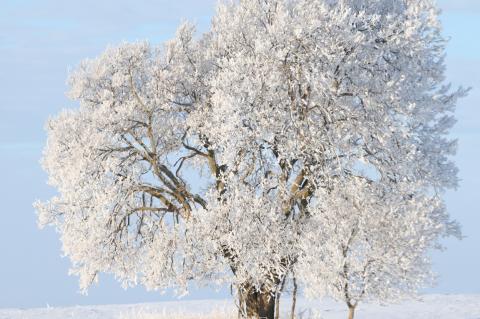 RECENT WEATHER BRINGS THE BEAUTY OF HOAR FROST AND SOME COLD ICE FISHING CONDITIONS
