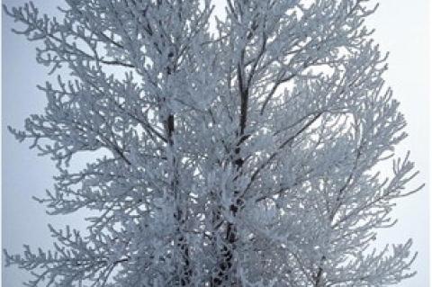 CAPTURING THE BEAUTY OF HOAR FROST